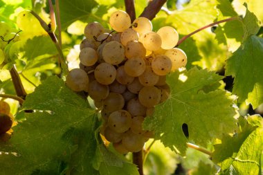 Barsac köyündeki Sauternes üzüm bağlarındaki Semillon üzümlerini hasat etmeye hazır. Fransa 'nın Bordeaux şehrinde tatlı tatlı Sauternes şaraplarından yapılan Botrytis cinerea soylu çürümesinden etkilenmiş.