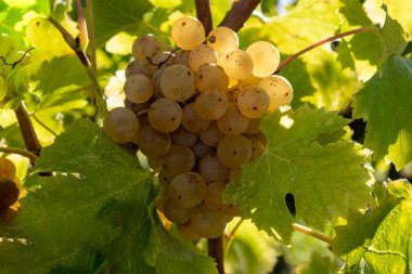 Ripe ready to harvest Semillon white grapes on Sauternes vineyards in Barsac village affected by Botrytis cinerea noble rot, making of sweet dessert Sauternes wines in Bordeaux, France clipart