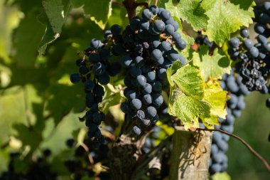 Bordeaux, Gironde Estuary, Fransa 'nın sol kıyısı, Bordeaux' da çeşitli Haut-Medoc üzüm bağları içeren olgunlaşmış kırmızı Cabernet Sauvignon üzümleri ile Pauillac köyündeki üzüm bağları hasat etmeye hazır.