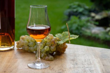 Cognac bölgesinde açık havada alkollü konyak tatma, Charente bir sürü olgun ugni Blanc üzümü ile arka planda alkol damıtma ve yeşil çimen kullanımı, Fransa