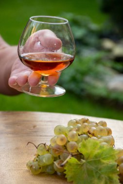 Cognac bölgesinde açık havada alkollü konyak tatma, Charente bir sürü olgun ugni Blanc üzümü ile arka planda alkol damıtma ve yeşil çimen kullanımı, Fransa