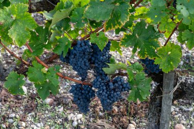 Bordeaux 'da çeşitli Haut-Medoc üzüm bağları, Fransa' nın Margaux kasabası Gironde Estuary 'nin sol kıyısında toplanmaya hazır kırmızı şarap bağları var.