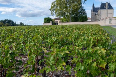 Bordeaux 'da çeşitli Haut-Medoc üzüm bağları, Fransa' nın Margaux kasabası Gironde Estuary 'nin sol kıyısında toplanmaya hazır kırmızı şarap bağları var.