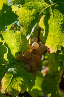 Barsac köyündeki Sauternes üzüm bağlarındaki Semillon üzümlerini hasat etmeye hazır. Fransa 'nın Bordeaux şehrinde tatlı tatlı Sauternes şaraplarından yapılan Botrytis cinerea soylu çürümesinden etkilenmiş.