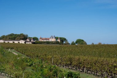 Barsac köyündeki Sauternes üzüm bağlarındaki Semillon üzümlerini hasat etmeye hazır. Fransa 'nın Bordeaux şehrinde tatlı tatlı Sauternes şaraplarından yapılan Botrytis cinerea soylu çürümesinden etkilenmiş.