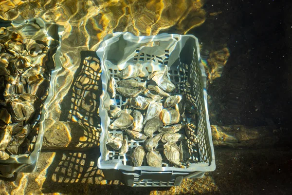 オイスター農村の農場で輝く海水の下で生きた牡蠣の箱 食べる準備ができています Arcachon湾 キャップフェレット半島 ボルドー フランス 新鮮な海の食べ物 ロイヤリティフリーのストック画像