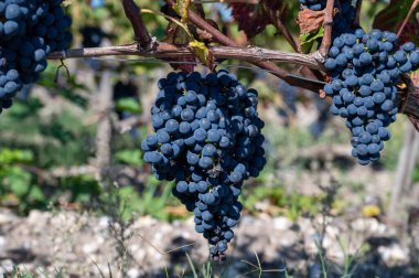 Bordeaux, Gironde Estuary, Fransa 'nın sol kıyısı, Bordeaux' da çeşitli Haut-Medoc üzüm bağları içeren olgunlaşmış kırmızı Cabernet Sauvignon üzümleri ile Pauillac köyündeki üzüm bağları hasat etmeye hazır.