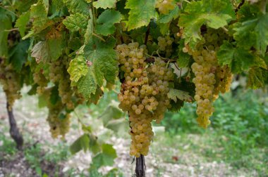 Charente, Konyak beyaz şarap bölgesindeki üzüm bağlarında hasat zamanı. Fransa 'da konyak güçlü alkol damıtımı için ugni blanc üzümleri hasat etmeye hazır.