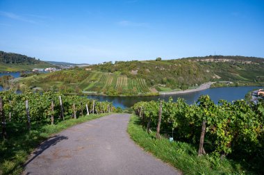 Lüksemburg 'daki teraslı üzüm bağları. Moezel, Moselle veya Musel nehri üzerindeki Lüksemburg ülkesinde geleneksel beyaz şarap ve parlak şarap üretim metodu.