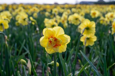 Hollanda baharı, renkli sarı nergis çiçekleri, Hollanda, Kuzey Hollanda, Lisse yakınlarındaki tarlalarda nisan ayında çiçek açıyor.