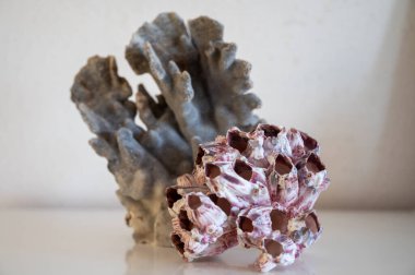 Sert mavi ve pembe mercan taşları, sualtı doğa arka planı...