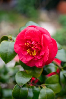 Kamelya 'nın büyük çiçekleri, çalılar ya da ağaçlar, çiçek açan bitkiler.