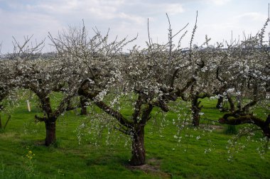 Bahar, Hollanda 'nın başkenti Betuwe' de Nisan ayında meyve ağaçlarıyla dolu meyve bahçesi.