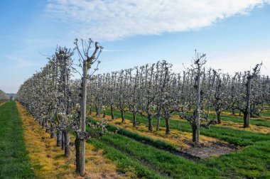 Hollanda 'da organik tarım, Zeeland' deki meyve bahçelerinde çiçek açan beyaz armut ağaçları.