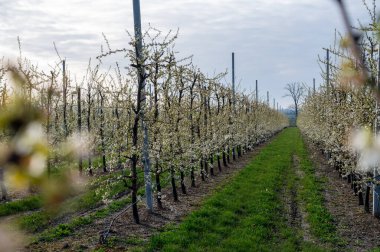Hollanda 'da organik tarım, Zeeland' deki meyve bahçelerinde çiçek açan beyaz armut ağaçları.