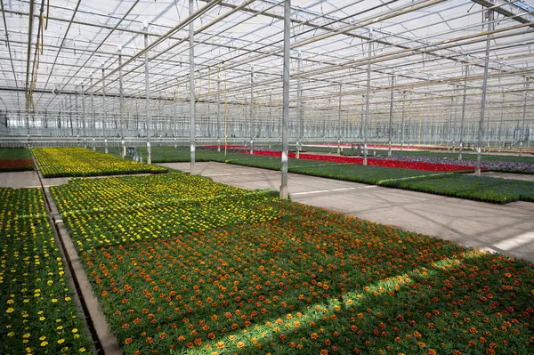 オランダの温室で成長しているさまざまな夏の寝具植物 ベゴニア ペチュニア 若いと開花植物 装飾または観賞用の庭の植物の栽培 ロイヤリティフリーのストック画像