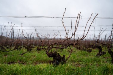Ambonnay köyü yakınlarındaki Champagne Grand Cru üzüm bağlarında kış zamanı, yapraksız eski üzüm bağları, Fransa 'da yeşil çimen, şarap yapımı