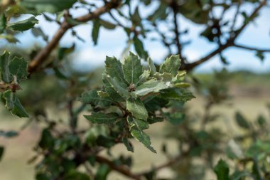 Yer mantarı çiftliği, kara kış mantarlarının ekimi Perigord mantarları, Tuber melanosporum, meşe fidanlığı, kışın meşe ağaçlarıyla tarlalarda mantar avı.