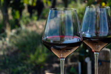 Kırmızı Bordeaux şarabı, Merlot ya da Cabernet Sauvignon şarabı Pomerol, Saint-Emilion şarap üretim bölgesi, Fransa, Bordeaux 'daki Cru sınıfı üzüm bağlarında kırmızı şarap tatma