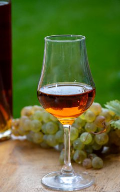 Cognac bölgesinde açık havada alkollü konyak tatma, Charente bir sürü olgun ugni Blanc üzümü ile arka planda alkol damıtma ve yeşil çimen kullanımı, Fransa