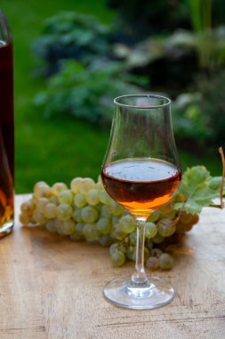 Cognac bölgesinde açık havada alkollü konyak tatma, Charente bir sürü olgun ugni Blanc üzümü ile arka planda alkol damıtma ve yeşil çimen kullanımı, Fransa