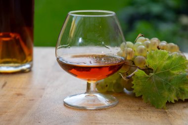 Cognac bölgesinde açık havada alkollü konyak tatma, Charente bir sürü olgun ugni Blanc üzümü ile arka planda alkol damıtma ve yeşil çimen kullanımı, Fransa