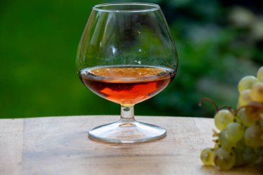 Cognac bölgesinde açık havada alkollü konyak tatma, Charente bir sürü olgun ugni Blanc üzümü ile arka planda alkol damıtma ve yeşil çimen kullanımı, Fransa