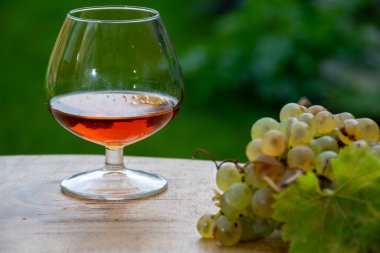 Cognac bölgesinde açık havada alkollü konyak tatma, Charente bir sürü olgun ugni Blanc üzümü ile arka planda alkol damıtma ve yeşil çimen kullanımı, Fransa
