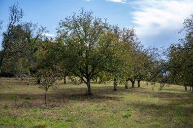 Perigord Limousin Bölgesel Doğal Parkı, Dordogne, Fransa 'da yaz aylarında yüksek kaliteli PDO sertifikalı ceviz ağaçları yetiştirilmesi