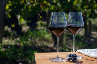 Kırmızı Bordeaux şarabı, Merlot ya da Cabernet Sauvignon şarabı Pomerol, Saint-Emilion şarap üretim bölgesi, Fransa, Bordeaux 'daki Cru sınıfı üzüm bağlarında kırmızı şarap tatma
