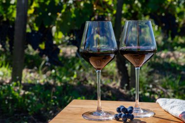 Kırmızı Bordeaux şarabı, Merlot ya da Cabernet Sauvignon şarabı Pomerol, Saint-Emilion şarap üretim bölgesi, Fransa, Bordeaux 'daki Cru sınıfı üzüm bağlarında kırmızı şarap tatma