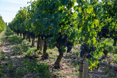 Olgun Merlot veya Cabernet Sauvignon kırmızı şarap üzümleri Pomerol, Saint-Emilion şarap üretim bölgesinde hasat için hazır, Fransa, Bordeaux