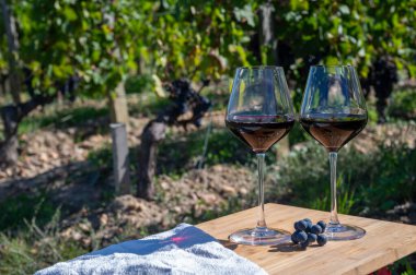 Kırmızı Bordeaux şarabı, Merlot ya da Cabernet Sauvignon şarabı Pomerol, Saint-Emilion şarap üretim bölgesi, Fransa, Bordeaux 'daki Cru sınıfı üzüm bağlarında kırmızı şarap tatma