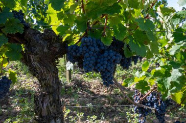 Olgun Merlot veya Cabernet Sauvignon kırmızı şarap üzümleri Pomerol, Saint-Emilion şarap üretim bölgesinde hasat için hazır, Fransa, Bordeaux