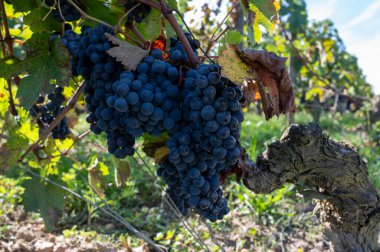 Olgun Merlot veya Cabernet Sauvignon kırmızı şarap üzümleri Pomerol, Saint-Emilion şarap üretim bölgesinde hasat için hazır, Fransa, Bordeaux