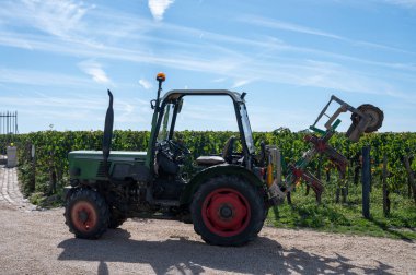 Pomerol köyündeki üzüm hasadı, kırmızı Bordeaux şarabı üretimi, Merlot veya Cabernet Sauvignon üzümleri Pomerol 'daki cru sınıfı üzüm bağlarında, Saint-Emilion şarap üretim bölgesi, Fransa, Bordeaux