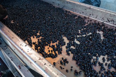 Kuşak sıralama, hasat çalışmaları Saint-Emilion şarap üretim bölgesi Bordeaux sağ kıyısı, toplama, ayıklama ve Merlot veya Cabernet Sauvignon kırmızı şarap üzümleri, Fransa. Bordeaux 'nun kırmızı şarapları.