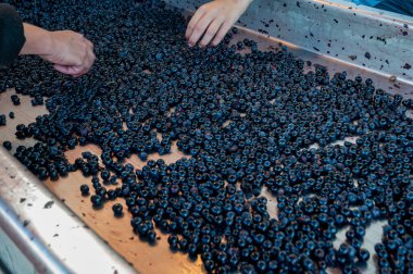 Bordeaux 'nun sağ kıyısındaki Saint-Emilion şarap üretim bölgesinde ayıklama, ayıklama, ayıklama ve Merlot veya Cabernet Sauvignon kırmızı şarap üzümleri, Fransa. Bordeaux 'nun kırmızı şarapları.