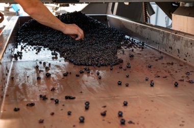 Bordeaux 'nun sağ kıyısındaki Saint-Emilion şarap üretim bölgesinde ayıklama, ayıklama, ayıklama ve Merlot veya Cabernet Sauvignon kırmızı şarap üzümleri, Fransa. Bordeaux 'nun kırmızı şarapları.