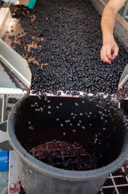 Kuşak sıralama, hasat çalışmaları Saint-Emilion şarap üretim bölgesi Bordeaux sağ kıyısı, toplama, ayıklama ve Merlot veya Cabernet Sauvignon kırmızı şarap üzümleri, Fransa. Bordeaux 'nun kırmızı şarapları.
