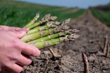 Worker's hands with bunch of green asparagus sprouts growing on bio farm field in Limburg, Belgium, new harvest clipart