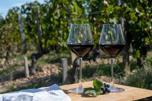 Tasting of red Bordeaux wine, Merlot or Cabernet Sauvignon red wine grapes on cru class vineyards in Pomerol, Saint-Emilion wine making region, France, Bordeaux