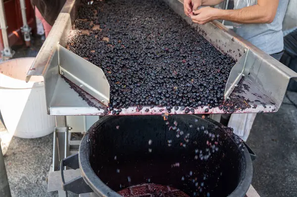 Sorting belt, harvest works in Saint-Emilion wine making region on right bank of Bordeaux, picking, sorting with hands and crushing Merlot or Cabernet Sauvignon red wine grapes, France. Red wines of Bordeaux.