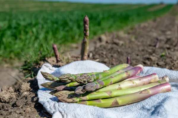 Yeni hasat, yeşil kuşkonmaz filizleri Limburg 'da yetişiyor, Nisan' da Belçika 'da.