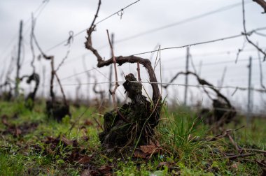 Ambonnay köyü yakınlarındaki Champagne Grand Cru üzüm bağlarında kış zamanı, yapraksız eski üzüm bağları, Fransa 'da yeşil çimen, şarap yapımı