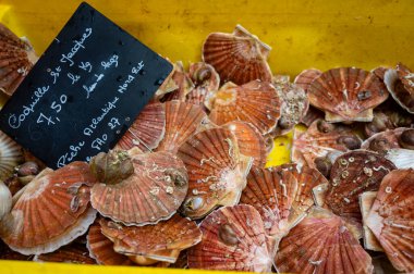 Fransa 'da balık pazarında buzda günlük taze deniz kabuğu çeşitleri, İngilizce çevirisi: Atlantik' in kuzeydoğu bölgesinden deniz tarakları.