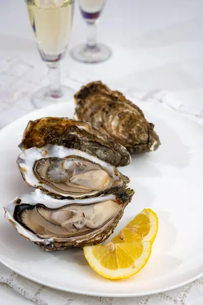 Fresh big alive french, dutch, pacific or japanese oysters molluscs, size number 1, served with fresh lemon, raw sea food