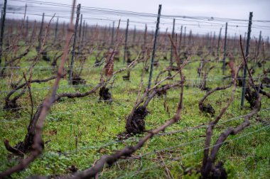 Ambonnay köyü yakınlarındaki Champagne Grand Cru üzüm bağlarında kış zamanı, yapraksız eski üzüm bağları, Fransa 'da yeşil çimen, şarap yapımı