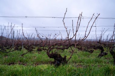 Ambonnay köyü yakınlarındaki Champagne Grand Cru üzüm bağlarında kış zamanı, yapraksız eski üzüm bağları, Fransa 'da yeşil çimen, şarap yapımı