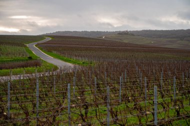 Verzenay ve Mailly yakınlarındaki Champagne Grand Cru üzüm bağlarında kış zamanı, yapraksız eski üzüm bağları, yeşil çimenler, Fransa 'da şarap yapımı